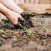 Allotment - gardening