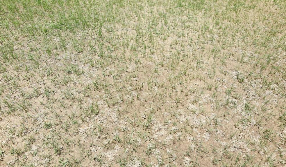 Burnt lawns Burnt lawns