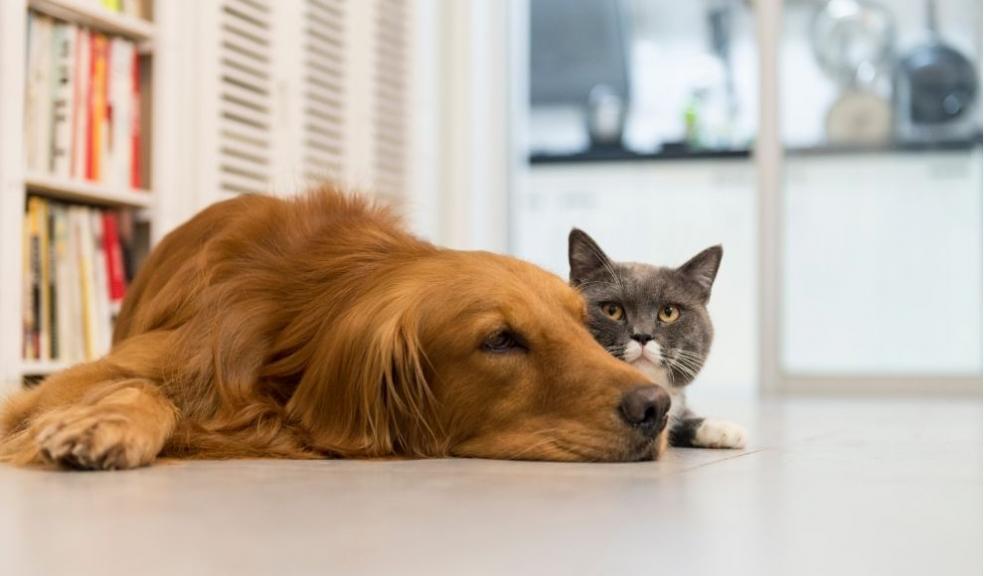 Cat & Dog 