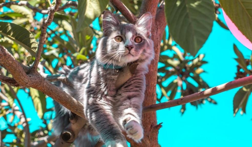 Cat in tree 