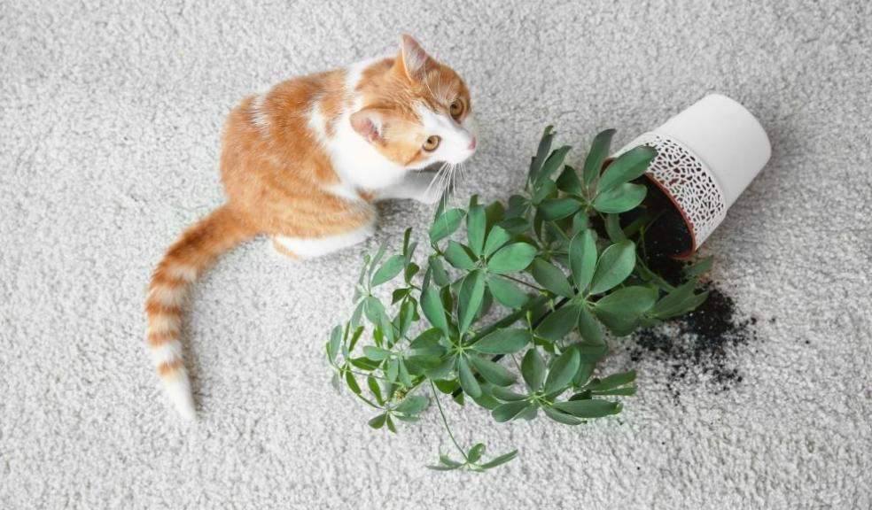 Cat near overturned house plant