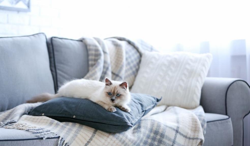 Cat on sofa