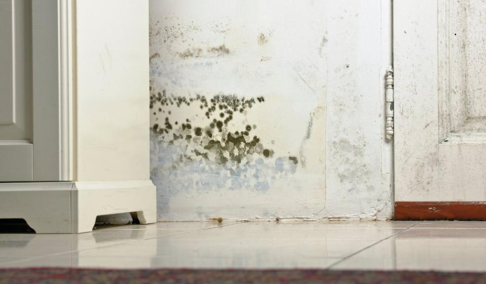 Damp & mould
