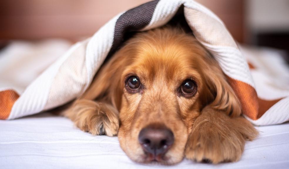 English Cocker Spaniel Bed Hallway Property English Cocker Spaniel Bed Hallway Property