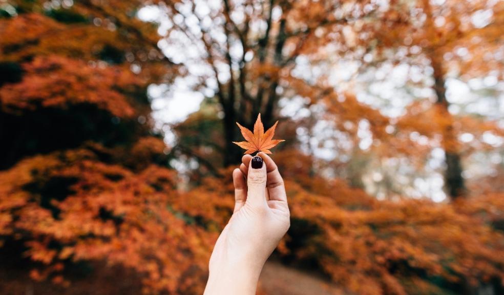 Keeping your garden tidy this Autumn Keeping your garden tidy this Autumn