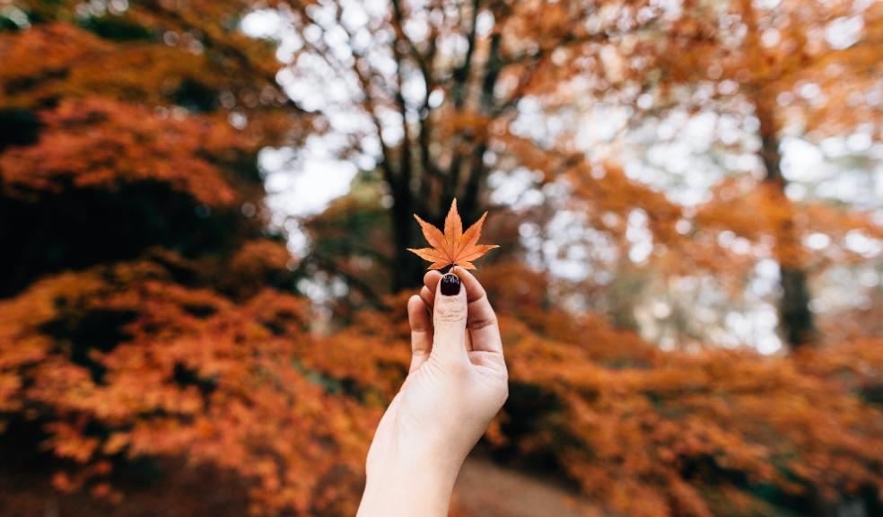 Keeping your garden tidy this Autumn