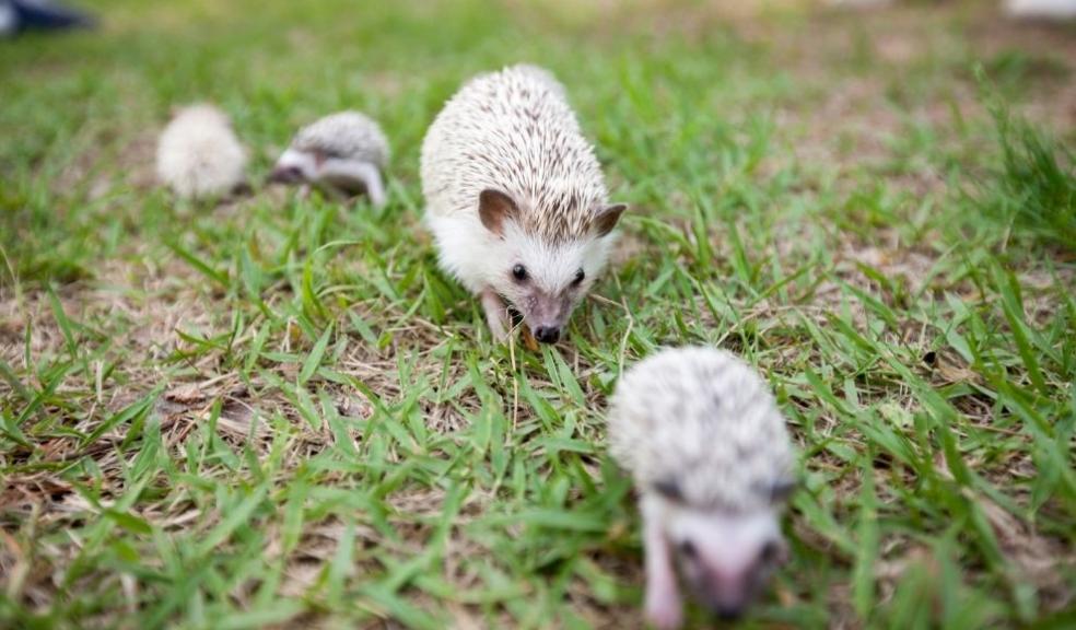 Hedgehogs