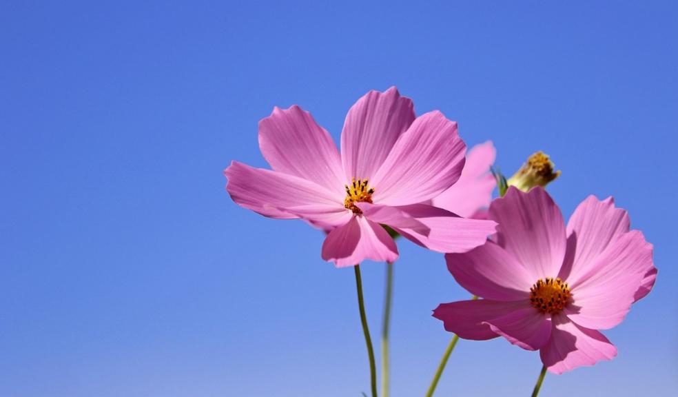 Rare Flowers