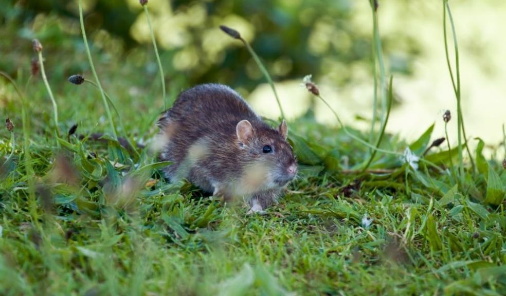Rat