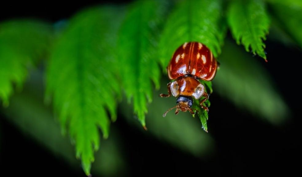 Red Beetle