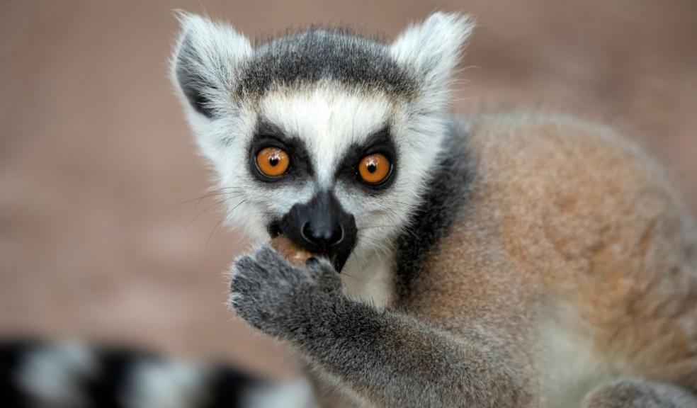 Ring Tailed Lemur Ring tailed lemur