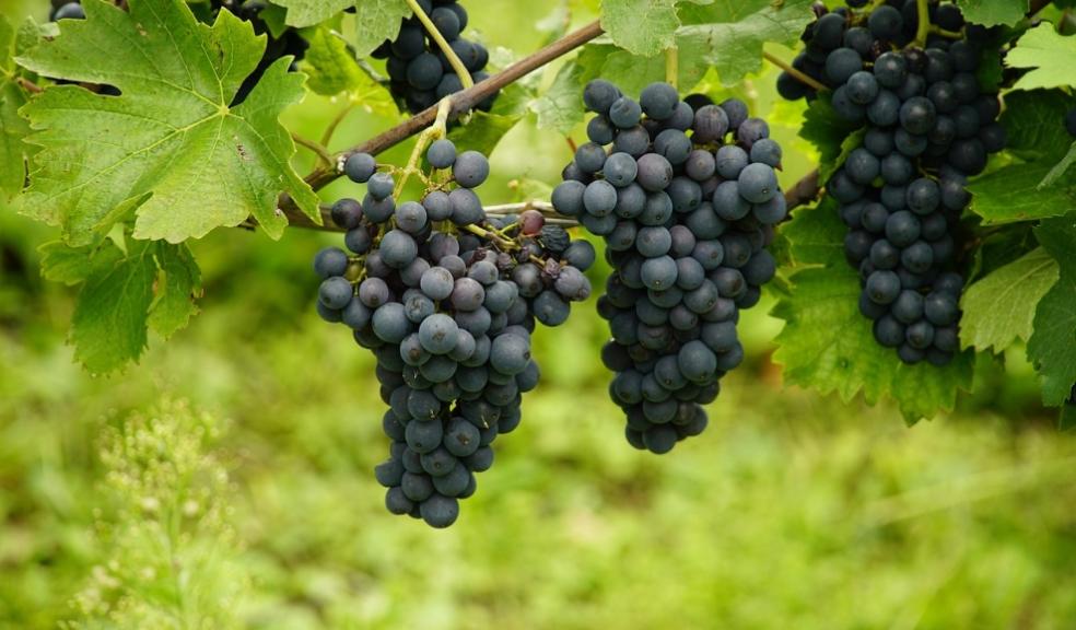 Vineyards Vineyards