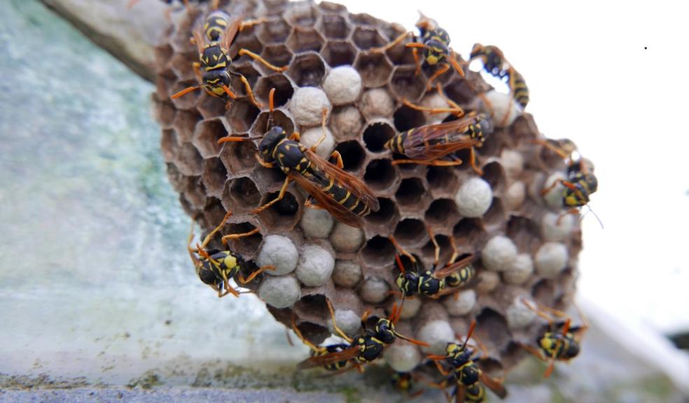 Wasp infestation Wasp infestation