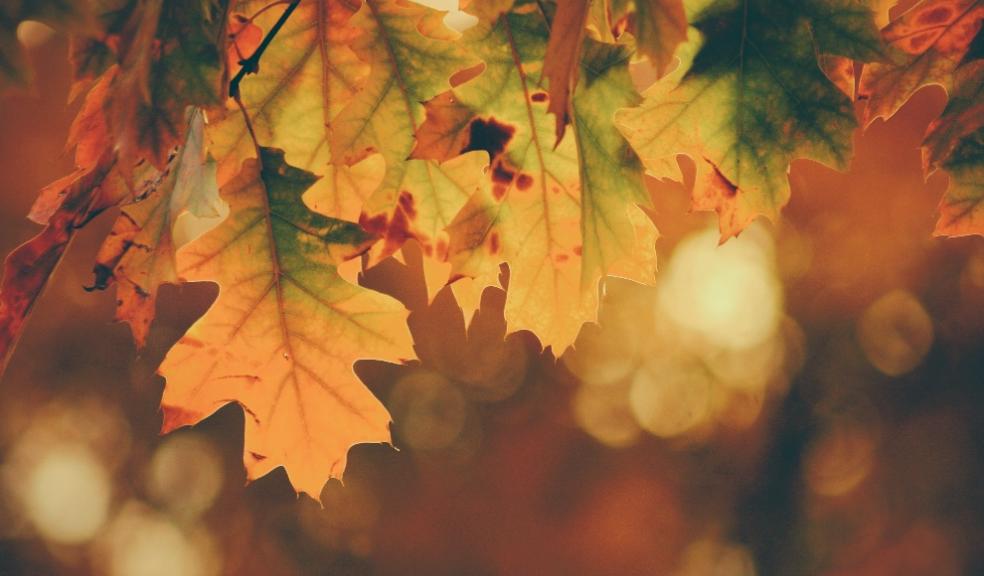Housing market to slow coming into Autumn Housing market to slow coming into Autumn