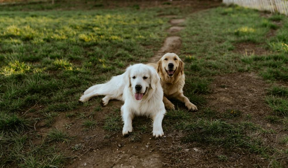 Two dogs in the garden