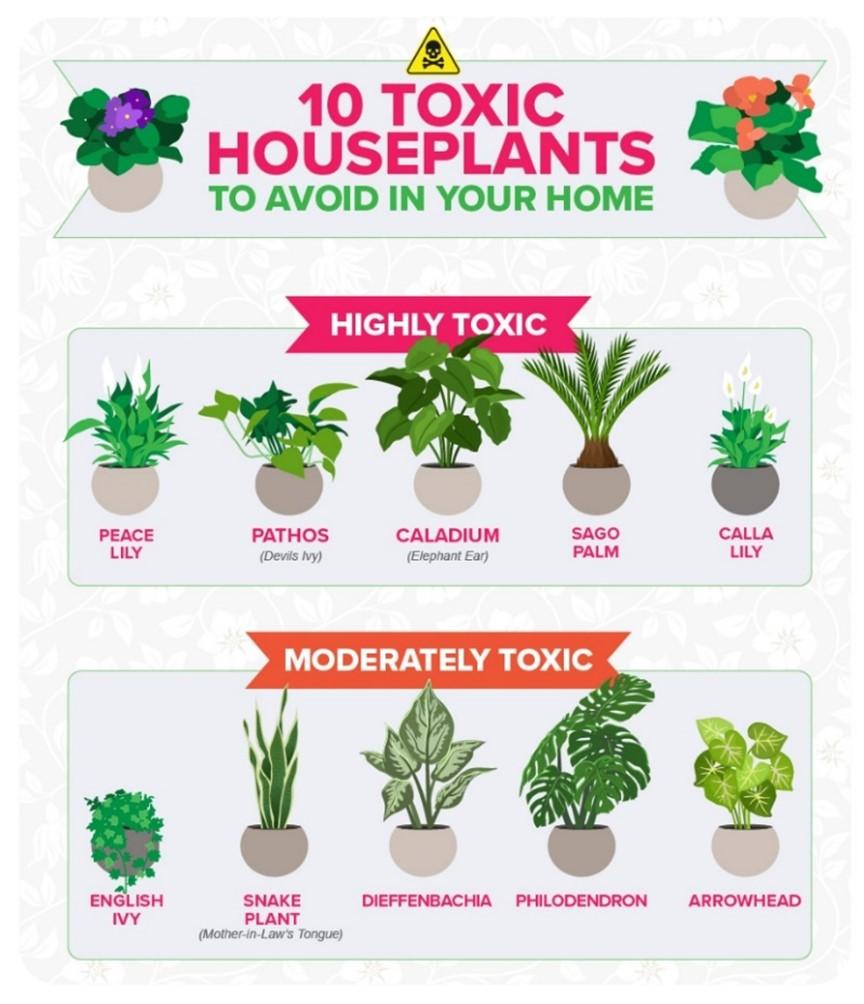 Toxic-House-Plants
