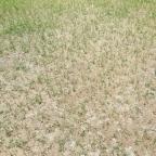 Burnt lawns Burnt lawns
