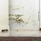 Damp & mould Damp & mould