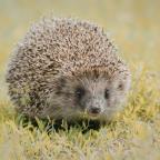 Save thre Hedgehogs