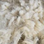 Sheeps Wool