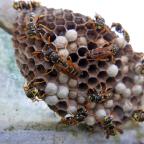 Wasp infestation Wasp infestation