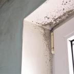mould in houses