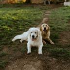 Two dogs in the garden Two dogs in the garden
