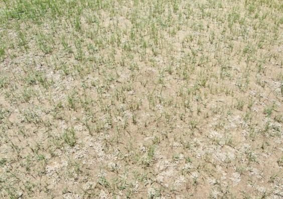 Burnt lawns