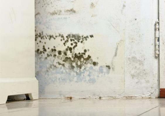 Damp & mould