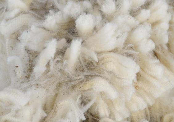 Sheeps Wool