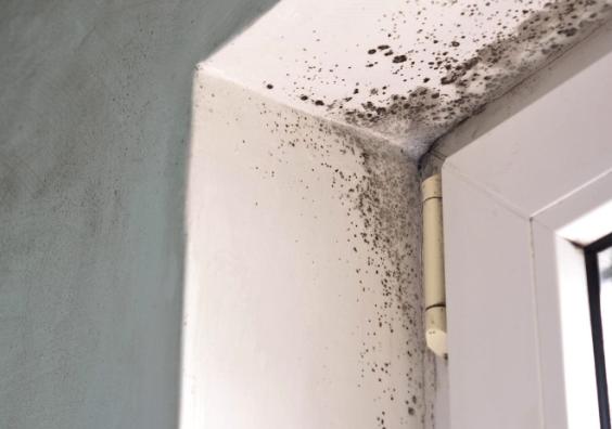 mould in houses