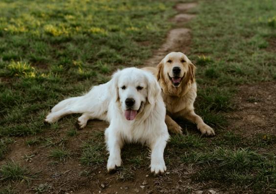 Two dogs in the garden