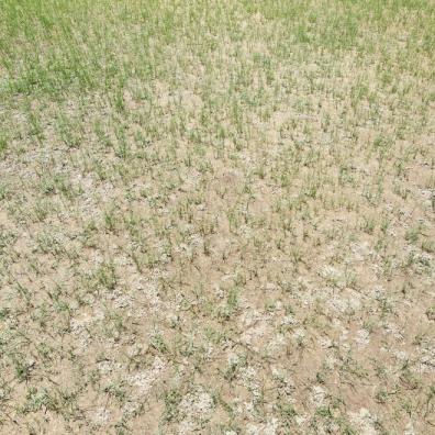 Burnt lawns
