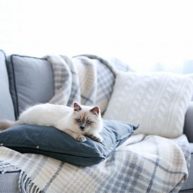 Cat on sofa 