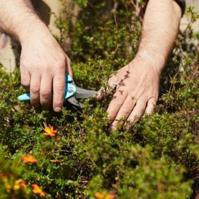 Plant clippings