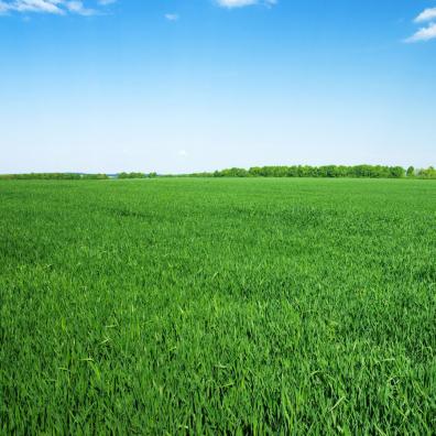 Planning Policy and the Green Belt