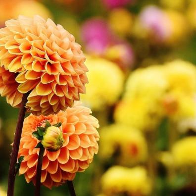 Hot Gardens