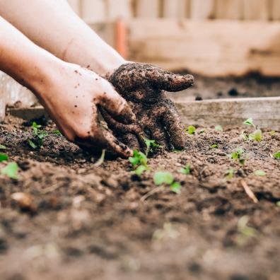 Allotment soil