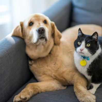 Pets in rented accommodation