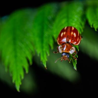 Red Beetle