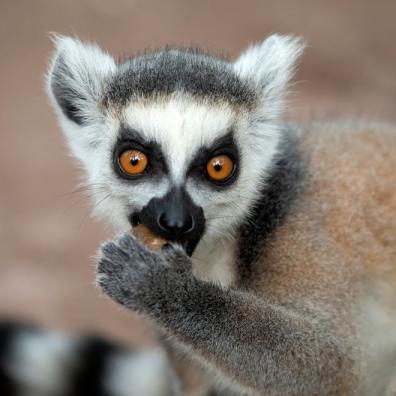 Ring tailed lemur
