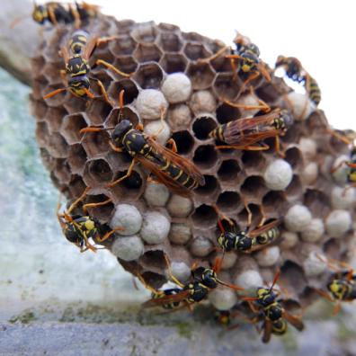 Wasp infestation
