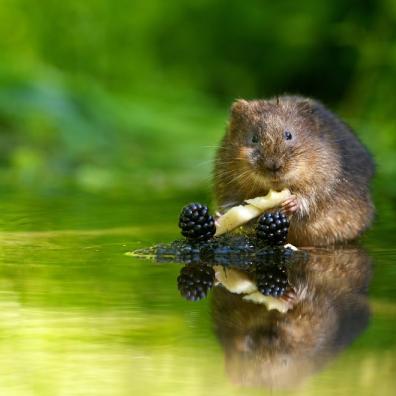 Water voles