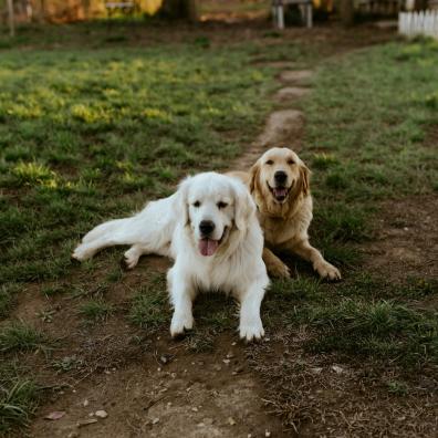 Two dogs in the garden